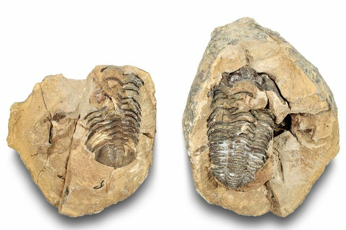 Fossil Calymene Trilobite In Nodule (Pos/Neg) - Morocco #251749